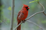 Northern Cardinal