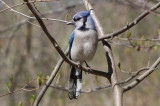 Blue Jay