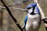 Blue Jay