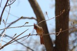 Northern Cardinal