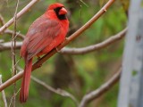 Northern Cardinal