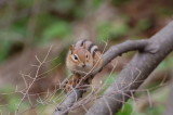 Chipmunk 00004.JPG