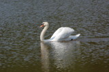 Mute Swan