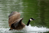 Canada Goose