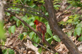 Northern Cardinal