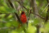 Northern Cardinal