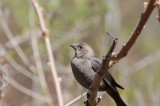 Brown-Headed Cowbird (Female)