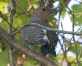 Northern Flicker