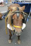 Buxton Carnival