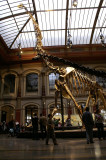 Dinosaur skeletons at the Museum fr Naturkunde, Berlin