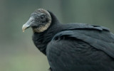 Black Vulture.jpg