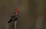 Vermilion Flycatcher.jpg