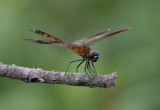 Four-spotted Pennant.jpg