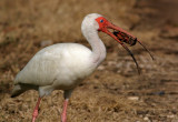 Ibis with Crawfish.jpg