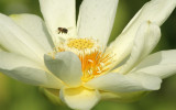 Lotus flower.jpg