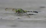 Eastern Pondhawk.jpg