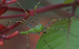 male Green Lynx Spider.jpg