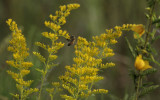 Bee and Goldenrod.jpg