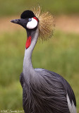 East African Crowned Crane - (Balearica regulorum gibbericeps)
