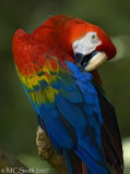 Scarlet Macaw -  (Ara macao)
