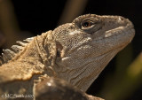 Frilled Lizard  - (Chlamydosaurus kingii)