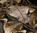 East African Gaboon Viper - (Bitis gabonica gabonica)