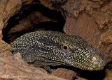 Crocodile monitor - (Varanus salvadorii)