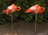 American Flamingo - (Phoenicopterus ruber ruber)