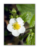 973 Fragaria vesca