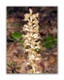 1869 Orobanche lasepitiisileris