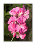 1235 Lathyrus latifolius