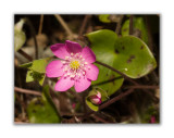 149 Hepatica nobilis