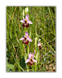 2970 Ophrys holoserica eliator