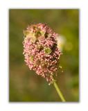 929 Sanguisorba minor