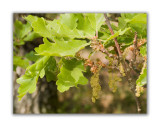 248 Quercus pubescent