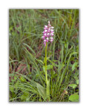 2987 Orchis militaris