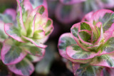 Lysimachia punctata Alexander