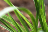 Hemerocallis Stella de Oro