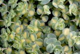 Sedum sieboldii Variegatum