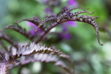 Athyrium niponicum Metallicum