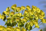 Euphorbia characias Wulfenii