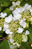 Viburnum plicatum Tomentosum