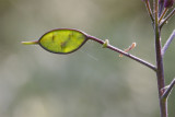 Lunaria annua