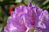 Rhododendron catawbiense  Boursault