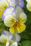 Viola cornuta