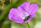 Geranium sanguineum