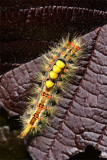 Corylus avellana atropurpurea et chenille