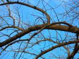Winter bare pistachio branch