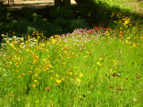 In the Demonstration Garden