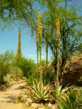 A lot of octopus agave flowered this year!